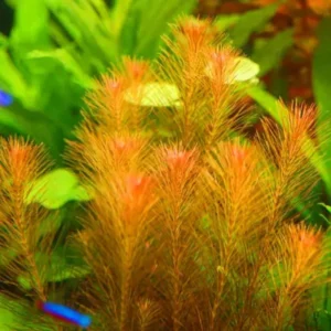 Rotala Wallichii Live Aquarium Plants - Freshwater Bundle - 5-7 Stems
