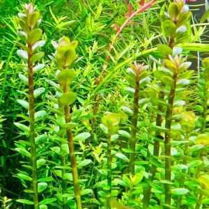 Rotala Rotundifolia Live Aquarium Plants - 5-7 Stems - Freshwater