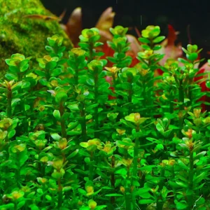 Rotala Rotundifolia Live Aquarium Plants - 5-7 Stems - Freshwater