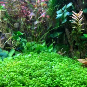 Dwarf Baby Tears Aquarium Plant - Live Aquatic Portion for Freshwater Tanks