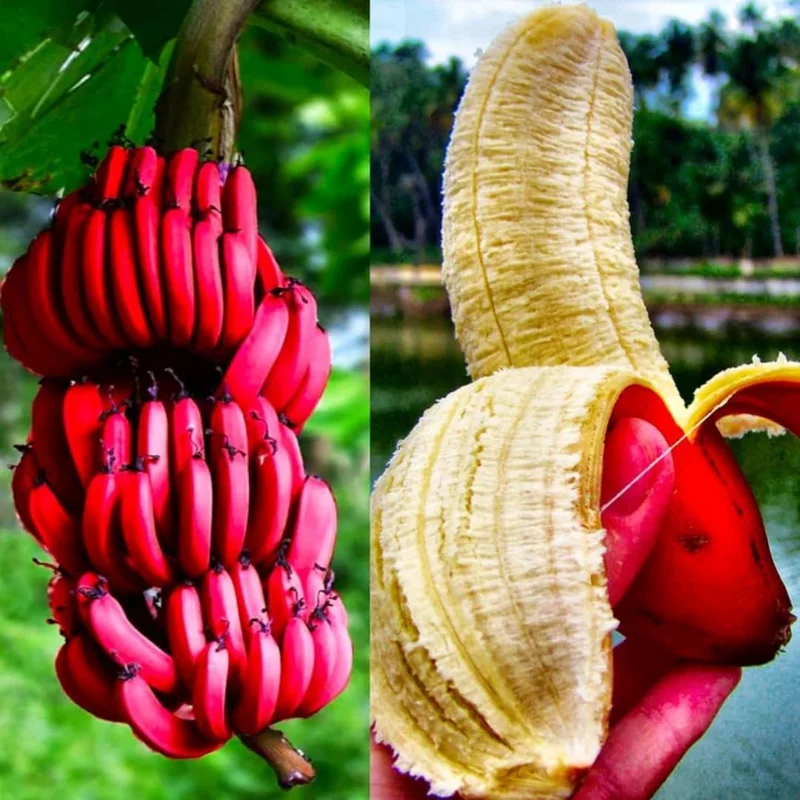Banana Trees Live Plants - 2 Pack - Easy to Grow, Cold Hardy, Compact Size
