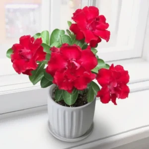 Desert Rose Plant Live Seedlings - 4-5 Inch Starter Plant - Colorful Blooms