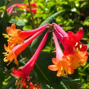 Honeysuckle Plants Live - Lonicera Vine - Climbing Fragrant - Garden Ready