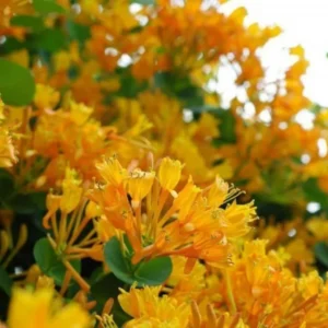 Honeysuckle Plants Live - Lonicera Vine - Climbing Fragrant - Garden Ready