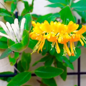 Honeysuckle Plants Live - Lonicera Vine - Climbing Fragrant - Garden Ready