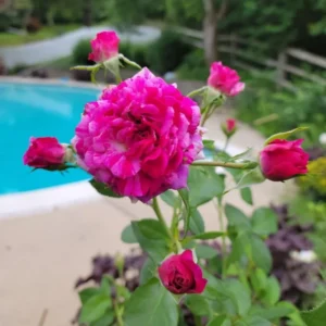 Climbing Rose Plants Live Tree Starter 4-9 Inch Colorful Blooms Outdoor Vining Roses