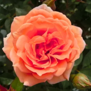 Climbing Rose Plants Live Tree Starter 4-9 Inch Colorful Blooms Outdoor Vining Roses