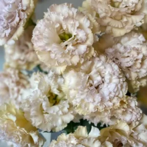 Eustoma Lisianthus Plant Live Plug - 3-5