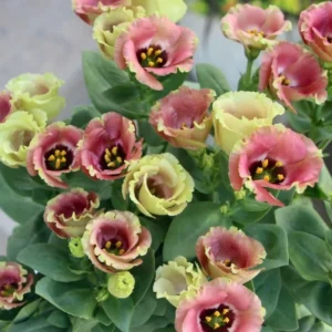 Eustoma Lisianthus Plant Live Plug - 3-5