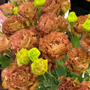 Lisianthus Eustoma Live Plants - 2 Plug Size Texas Bluebell Thornless Love Rose Starter