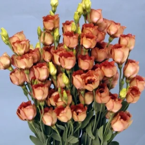 Eustoma Lisianthus Live Plants - 3 Starter Plugs, Thornless Love Rose, Zones 8-10