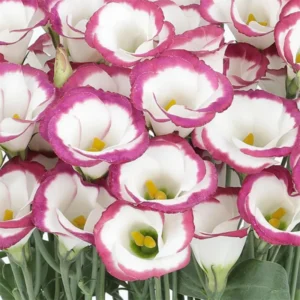 Eustoma Lisianthus Live Plants - 3 Starter Plugs, Thornless Love Rose, Zones 8-10