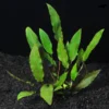 Cryptocoryne Wendtii Live Aquarium Plant Freshwater Aquatic Decor