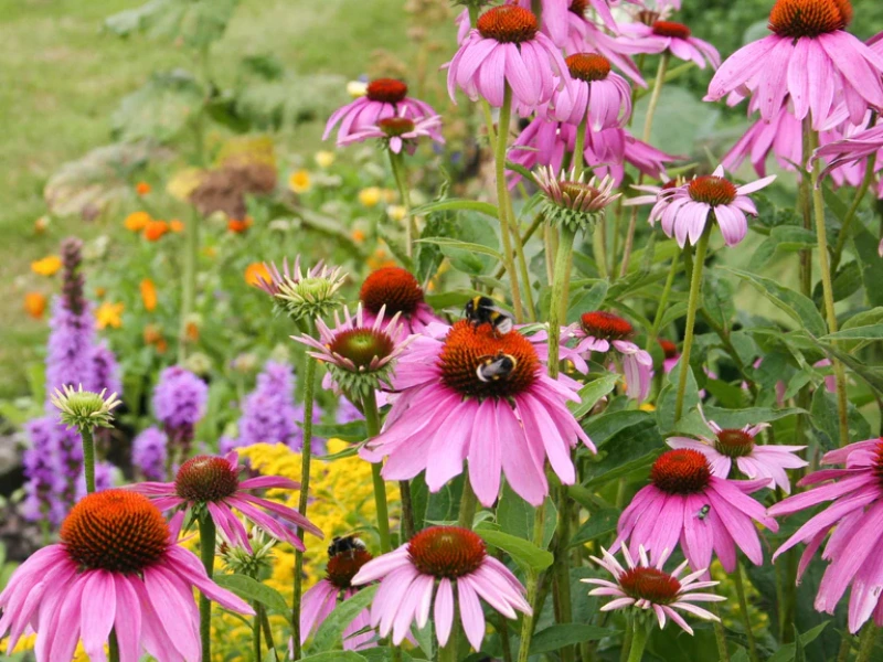 Native Plants to Attract Local Wildlife garden