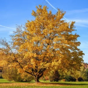 Silver Maple Tree Plants - 2 Live Bare-roots 12-18" Tall