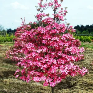 Bare-root Dogwood Tree 18-24 inch Tall - Flowering Tree Sapling