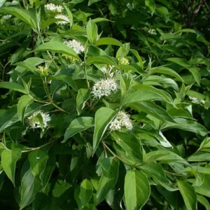 Silky Dogwood Trees Live Plants Bare-root Bundle of 3