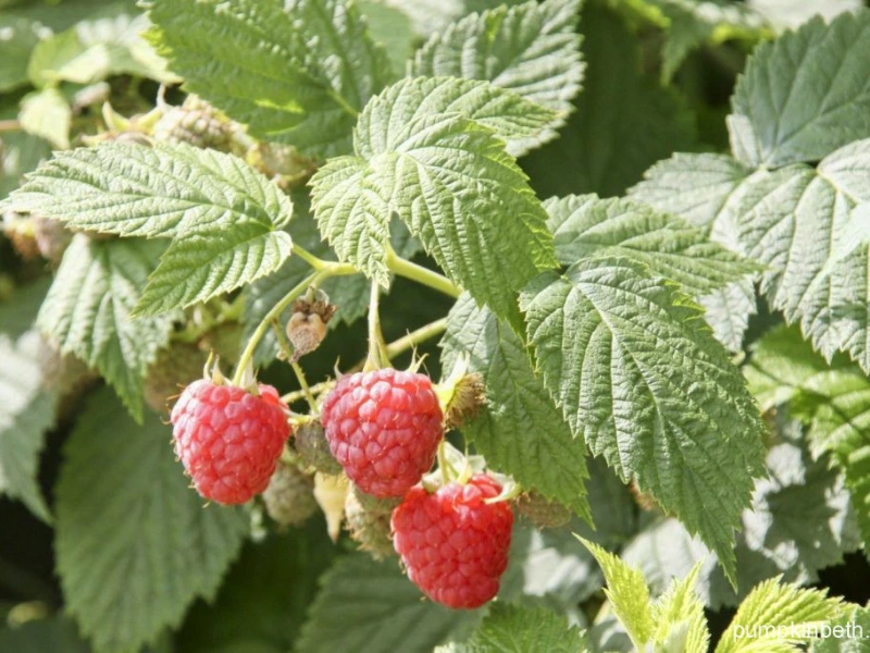 Tulameen raspberry