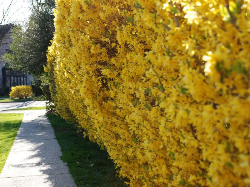 Forsythia (Forsythia spp.), Best Flowering Shrubs For colorful hedges