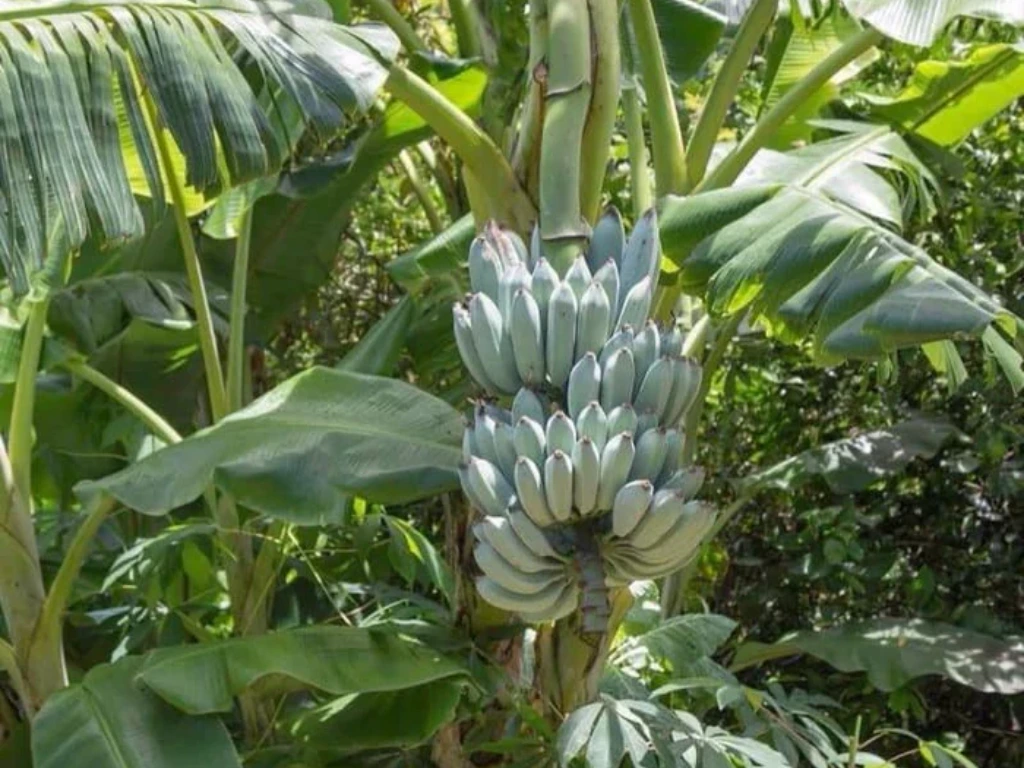 Blue Java banana trees