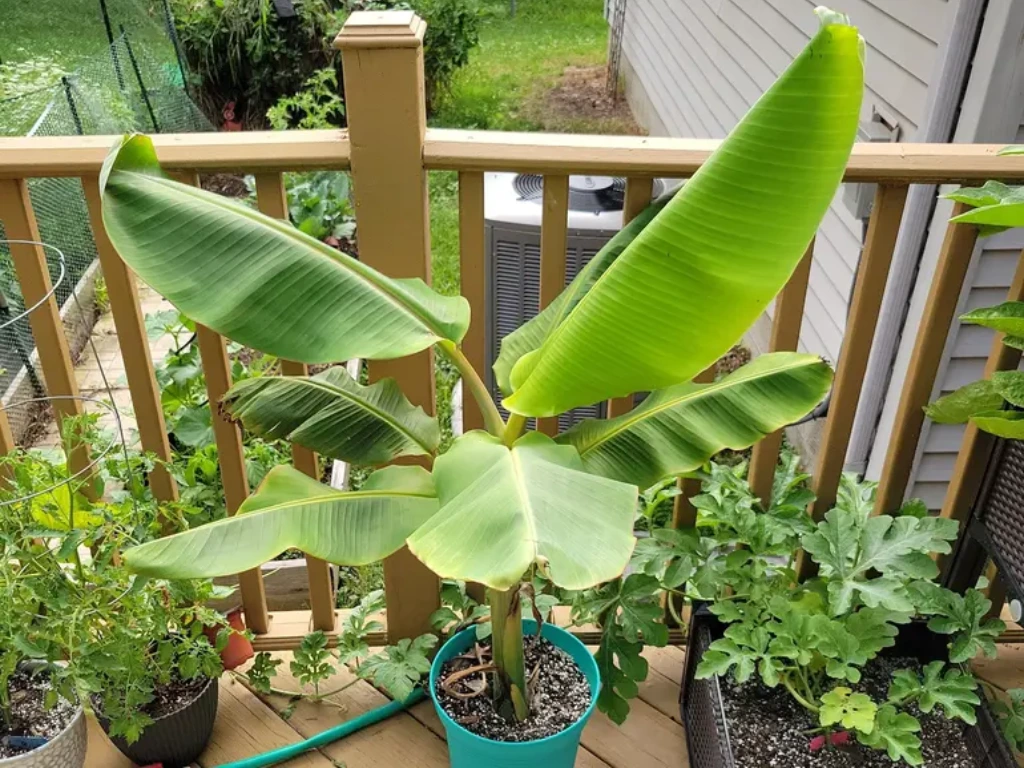 Blue Java banana in pots