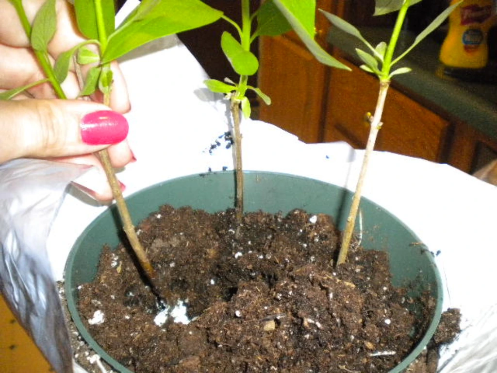 Propagate Lilacs