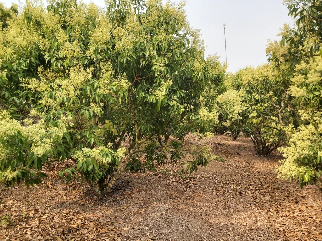 lychee trees with flowers