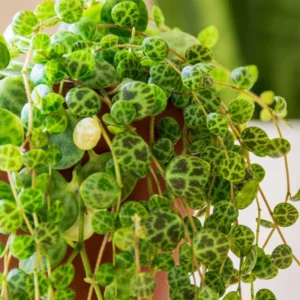 String of Turtles Vine - Trailing Succulent Plant Live - 3 Inch Hanging Plant - Home Decor