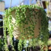String of Pearls Plant Live - 6 inch Hanging Succulent Vine Indoor