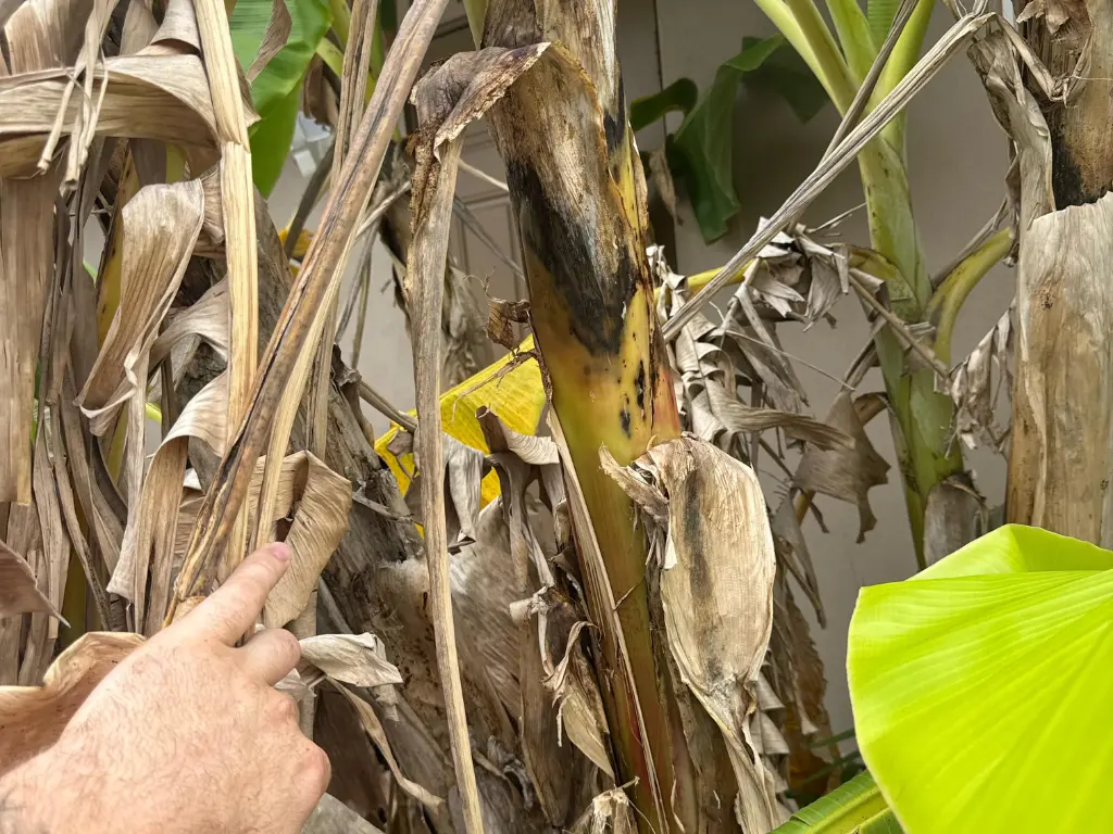 Banana plant with bacterial rot and dried leaves, showing signs of poor drainage or fungal infection.