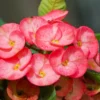 Pink Crown of Thorns Plant Live - Euphorbia Milii Succulent - 2 Inch Pot