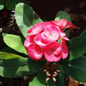 Pink Crown of Thorns Plant Live - Euphorbia Milii Succulent - 2 Inch Pot