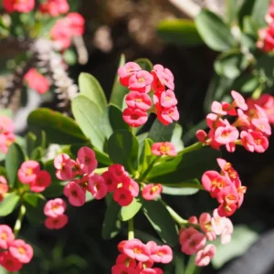 Pink Crown of Thorns Plant Live - Euphorbia Milii Succulent - 2 Inch Pot