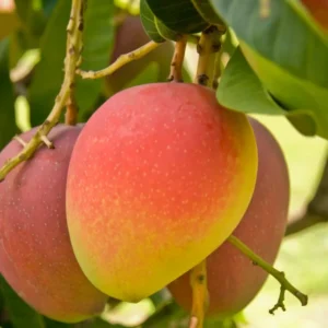 Mango Tree Live Plant 10-14 Inch Tall - Grow Your Own Fruit Tree