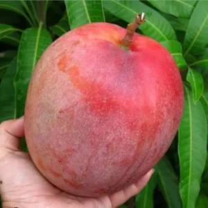 Mango Tree Live Plant 8-12 Inch Outdoor Fruit Tree Ready to Grow
