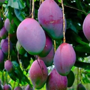 Mango Tree Live Plant 8-12 Inch Outdoor Fruit Tree Ready to Grow