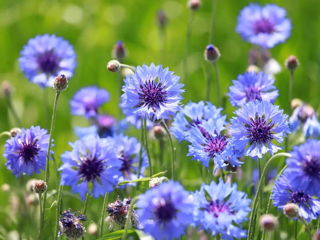 a group of blue flowers, Bachelor’s Button (Centaurea cyanus)