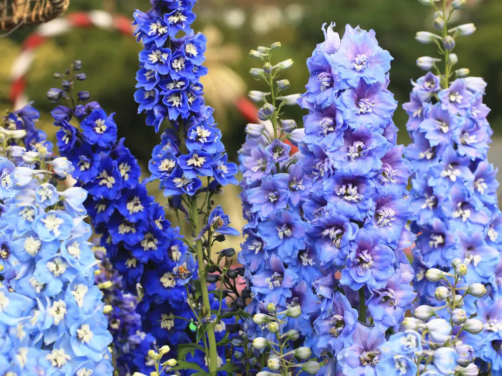 a group of blue flowers, Blue Delphinium (Delphinium spp.)