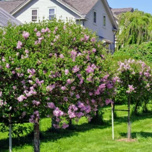 Miss Kim Lilac Shrub - Quart Pot Dwarf Lilac Plant - 7-13
