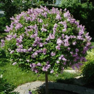 Miss Kim Lilac Shrub - Quart Pot Dwarf Lilac Plant - 7-13