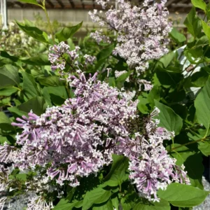 Miss Kim Lilac Shrub - Quart Pot Dwarf Lilac Plant - 7-13