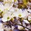 White Dogwood Tree Quart Pot Ornamental Flowering Tree 8-14 inch