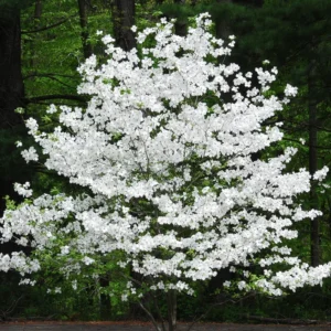 White Dogwood Tree Quart Pot Ornamental Flowering Tree 8-14 inch