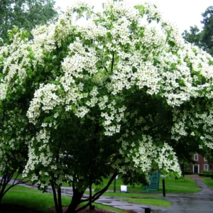 Kousa Japanese Dogwood Tree - Quart Pot, White Blooming Ornamental Tree