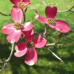 Pink Dogwood Tree 2.5-Inch Pot - Compact Ornamental Tree with Pink Blossoms