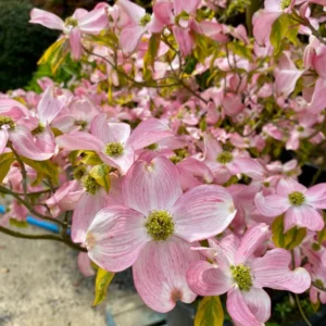 Pink Dogwood Tree 2.5-Inch Pot - Compact Ornamental Tree with Pink Blossoms
