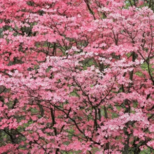 Pink Dogwood Tree 2.5-Inch Pot - Compact Ornamental Tree with Pink Blossoms