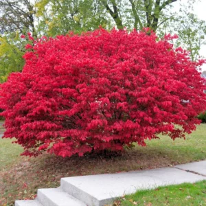 Dwarf Burning Bush Plants - 5 Bare Root Shrubs - Red Fall Color - Landscape Borders