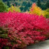 Dwarf Burning Bush Plants - 5 Bare Root Shrubs - Red Fall Color - Landscape Borders
