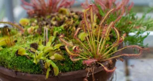 A mixed pot of Venus flytraps and sundews thriving in mossy soil.